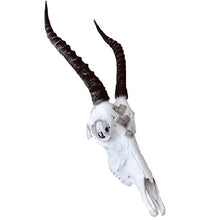 Load image into Gallery viewer, Druzy Desires Springbok Skull